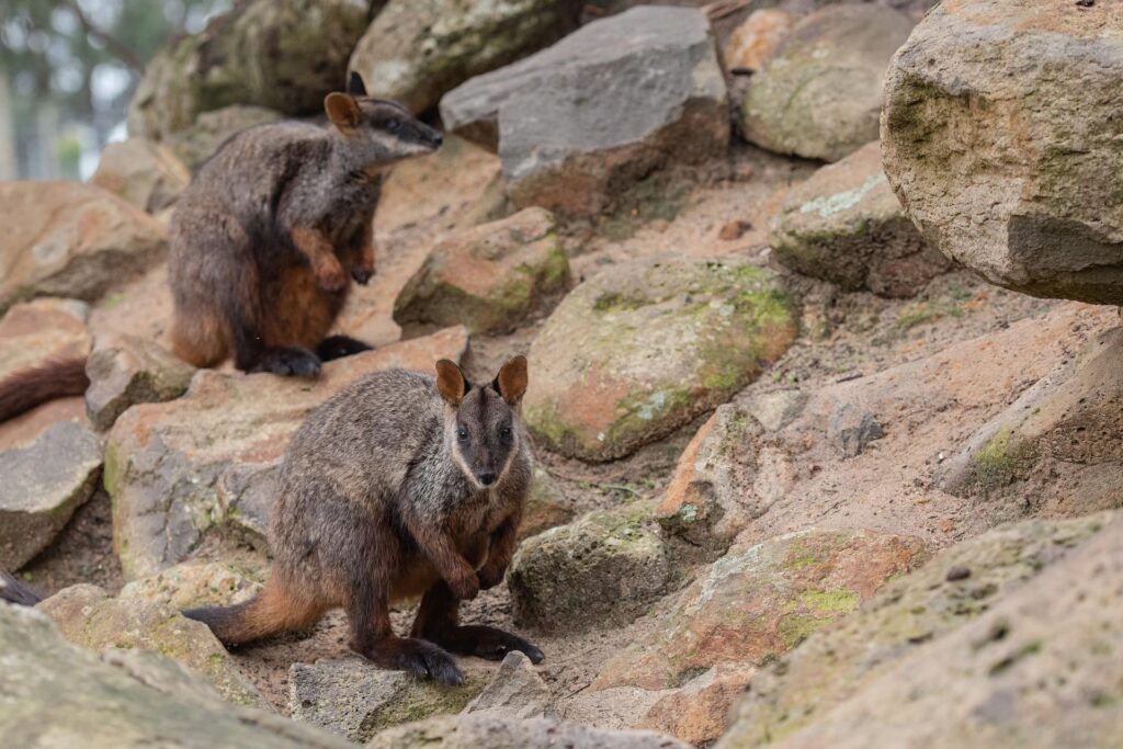 Wallabies_Pixabay