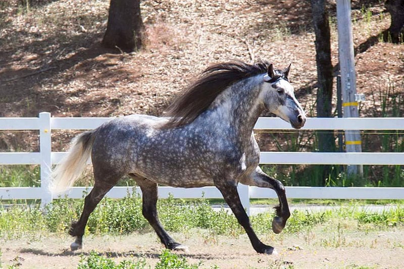 Warlander Horse