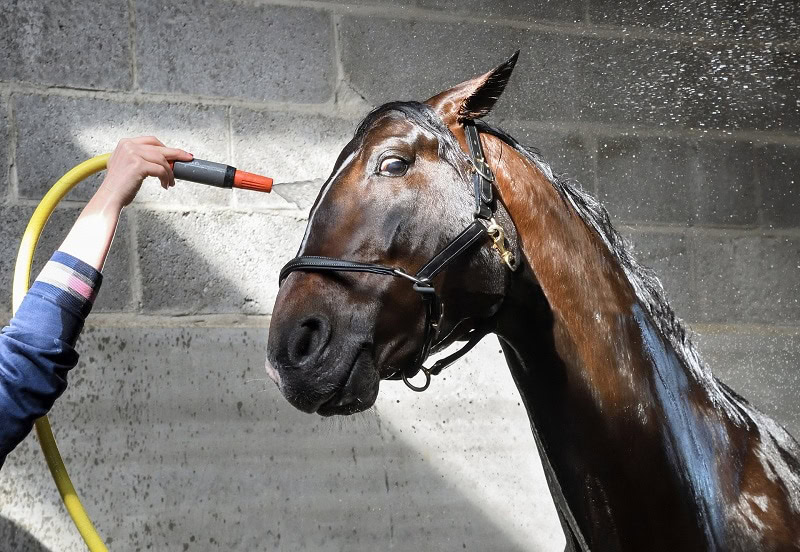 Washing Horse