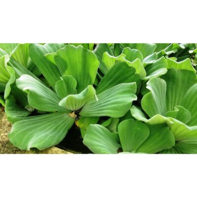 Water Lettuce