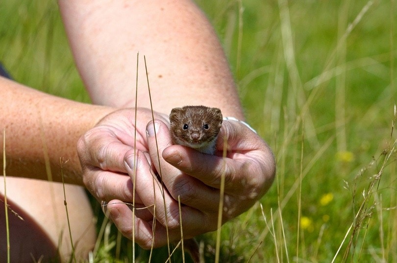 Weasel Mustela nivalis Juvenile_Colin Seddon_shutterstock