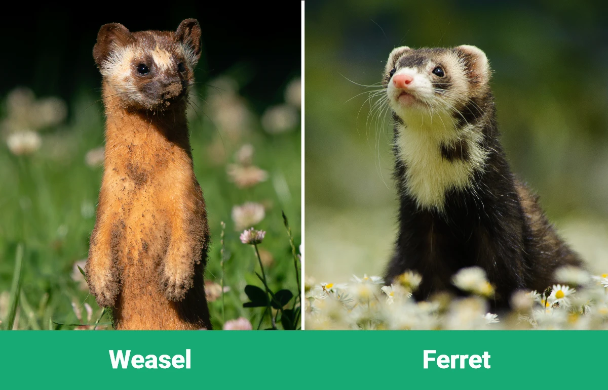 Weasel vs Ferret - Visual Differences