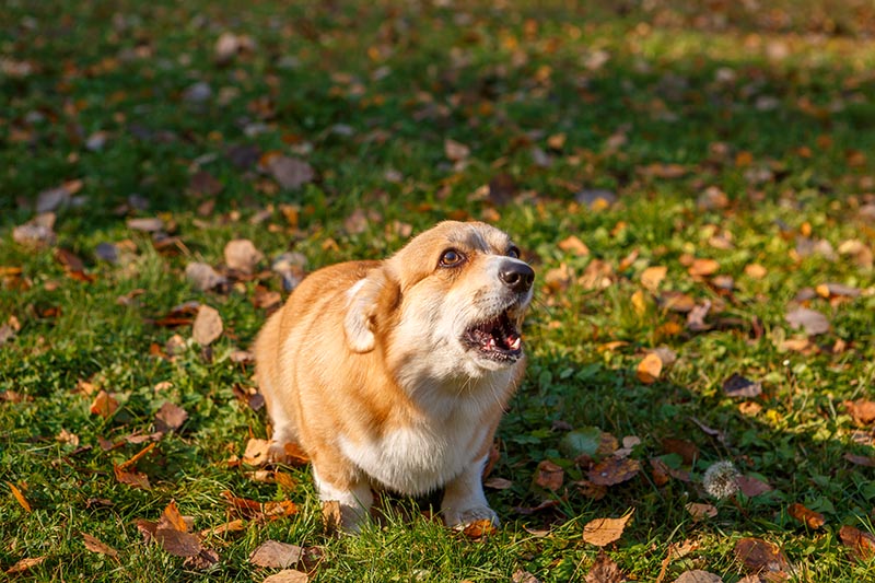 Welsh Corgi dog Pembroke barks ears flat
