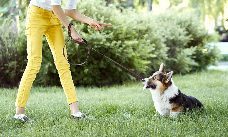 Welsh Corgi dog being punished for bad behavior