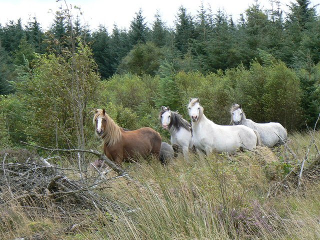 Welsh Mountain Ponies