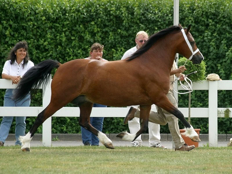 Welsh Pony and Cob