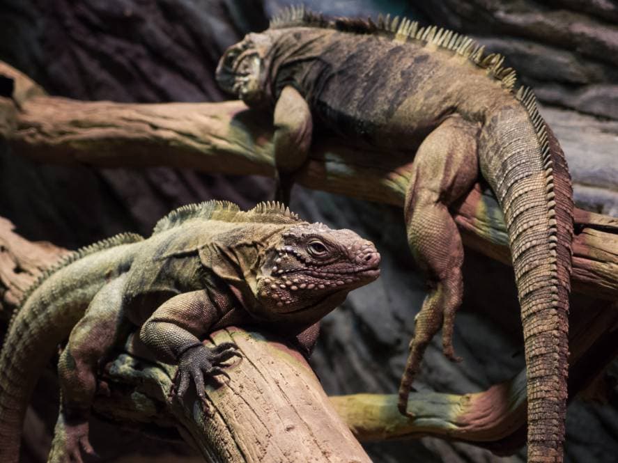 West Indian Rock Iguana