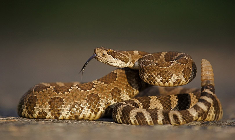 Western Diamondback Rattlesnake