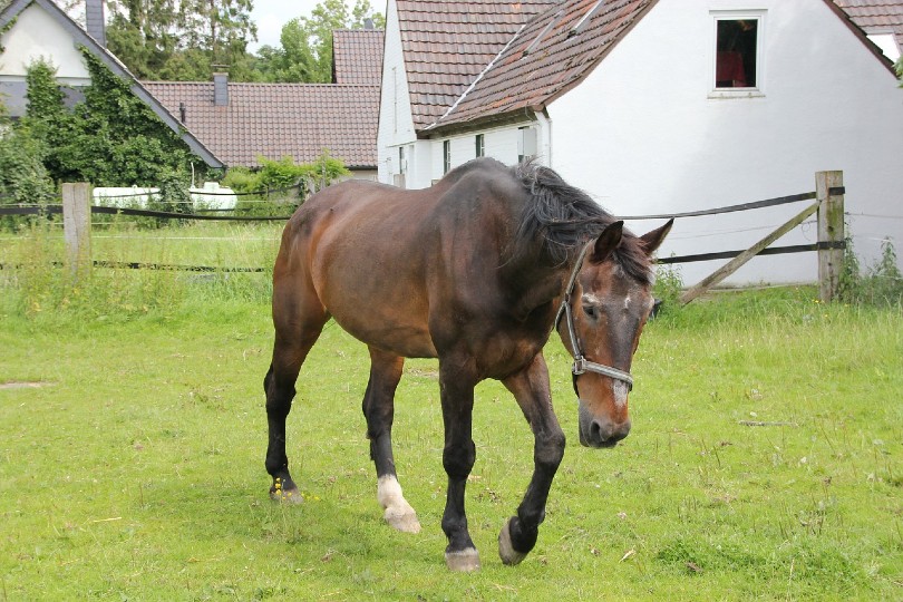 Westphalian Horse