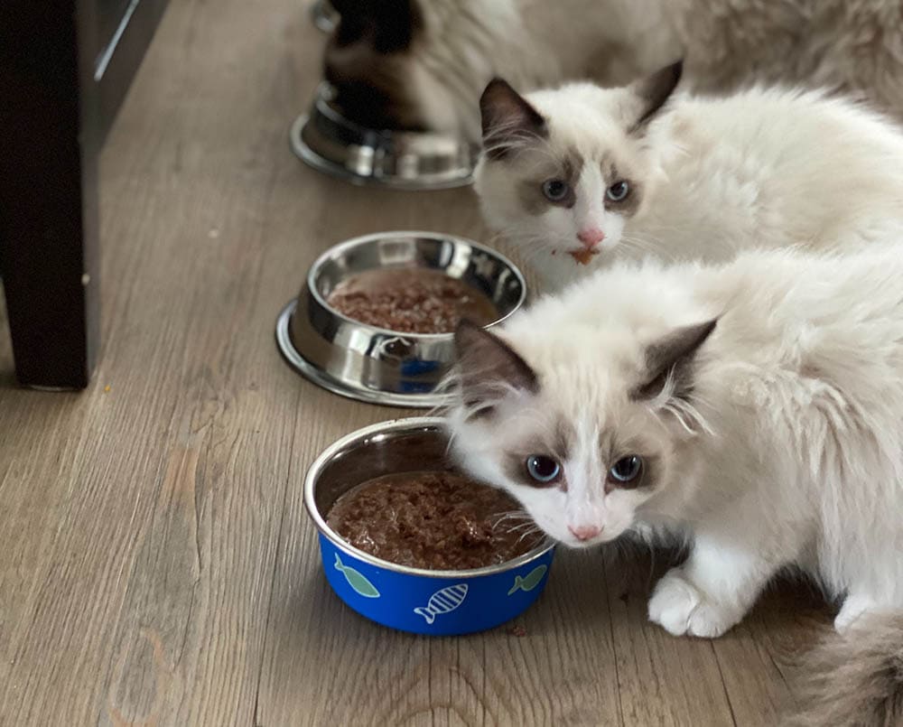 Wet Cat Food_FernandoJorge_Unsplash