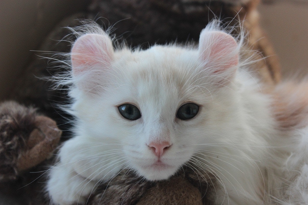 American Curl_Chicsweet, Pixabay