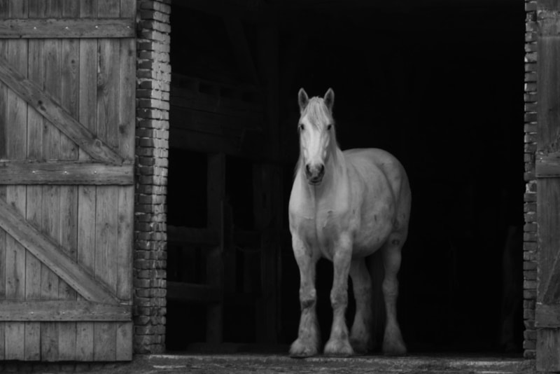 White Clydesdale horse looking out from a stable door