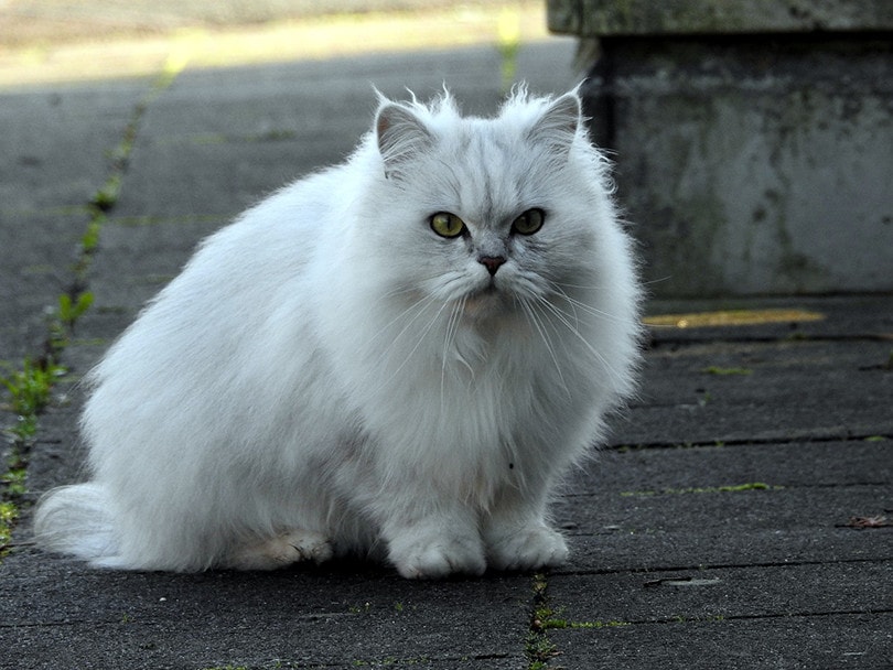 White Domestic Longhair Cat