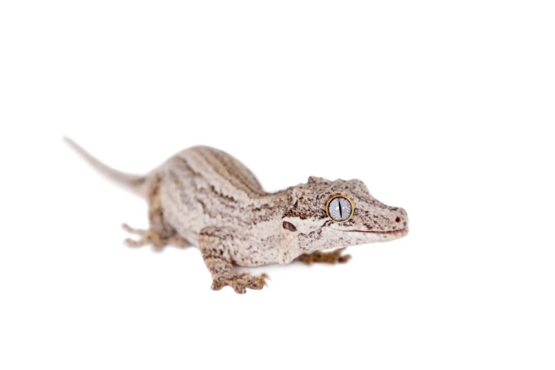 White Gargoyle