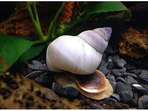 White Wizard Snails