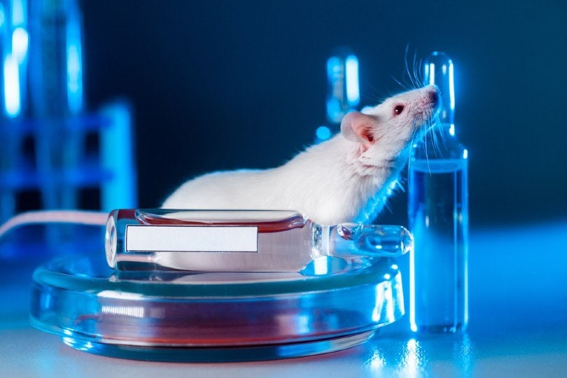White albino rat in a modern laboratory
