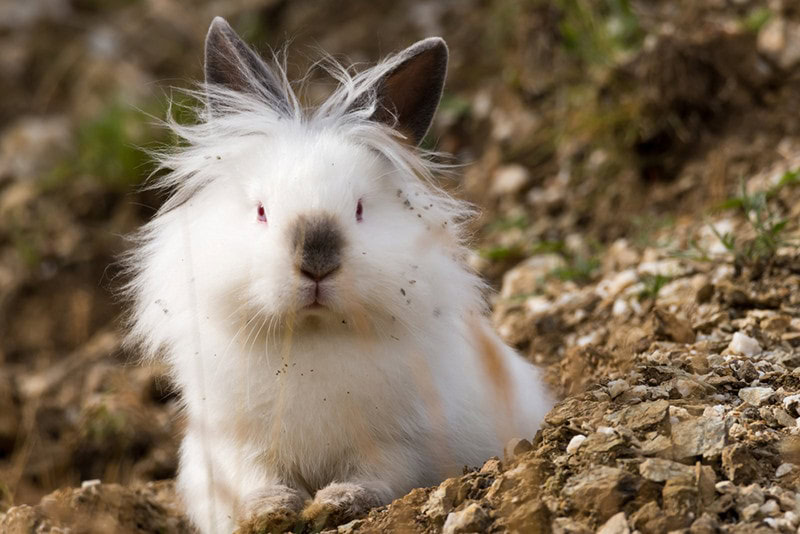 White angora rabbit sitting outdoors in the wild