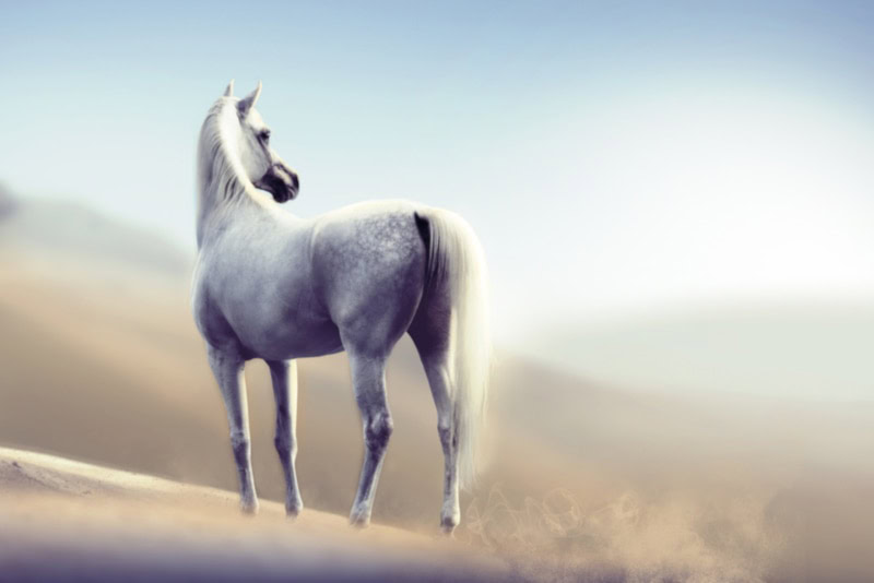White arabian horse in the desert