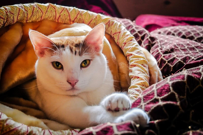 White cat on the bed purring