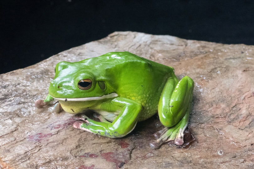 White lipped tree frog