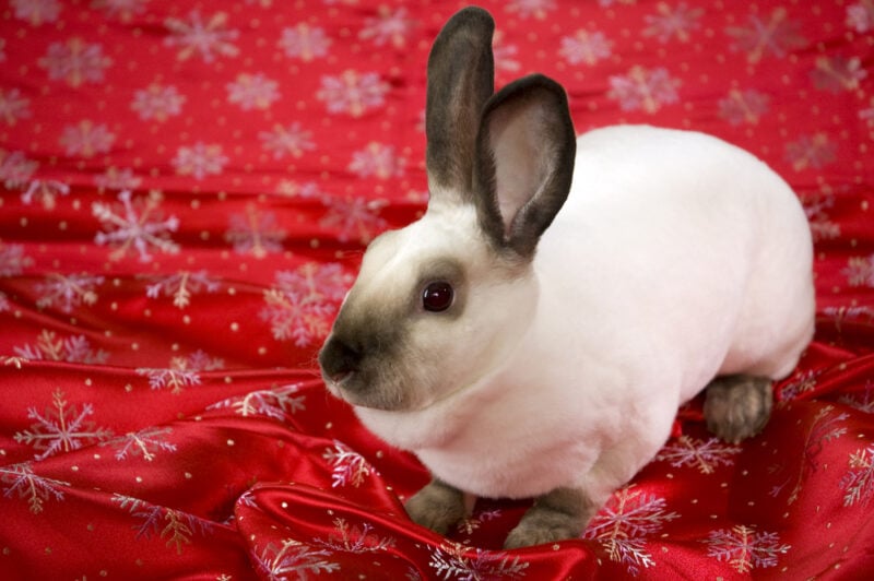 White mini rex rabbit