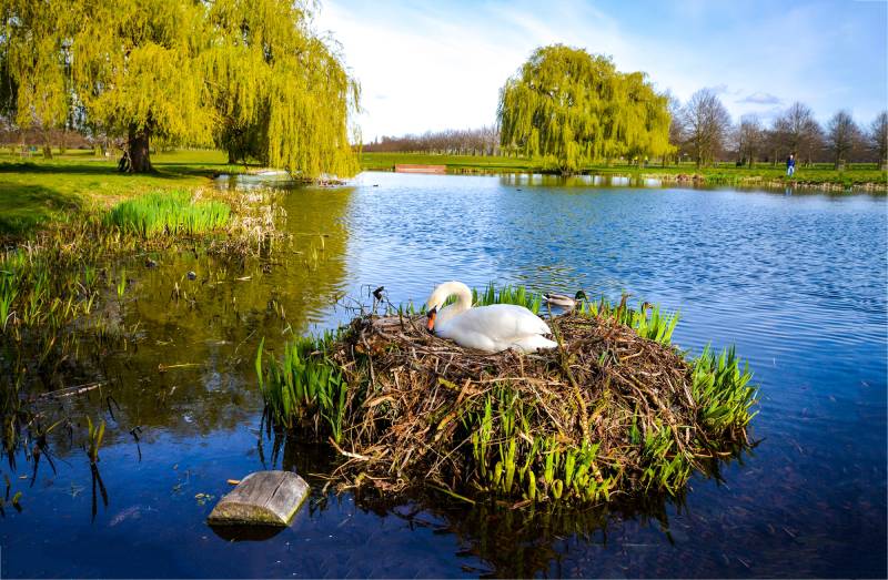 White swan on an island in the water