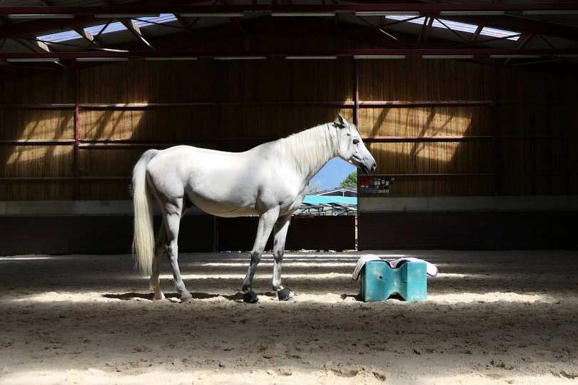 White thoroughbred horse in stable