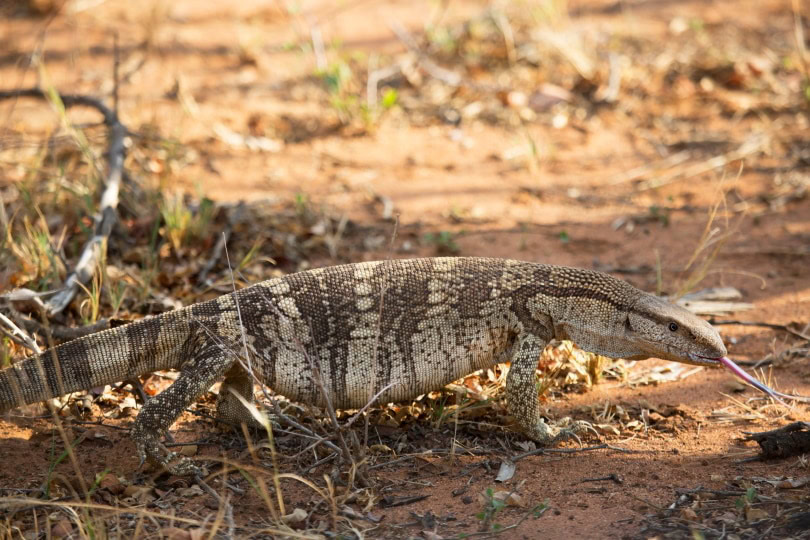White throated monitor lizard_Dirk M. de Boer_Shutterstok