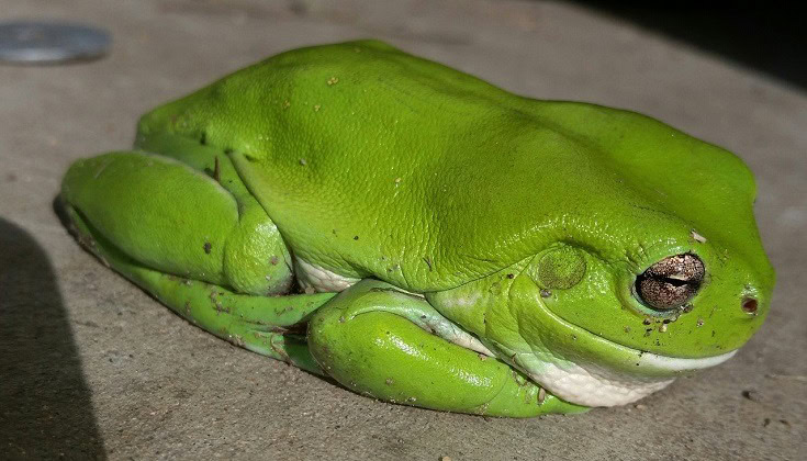 White’s Tree Frog