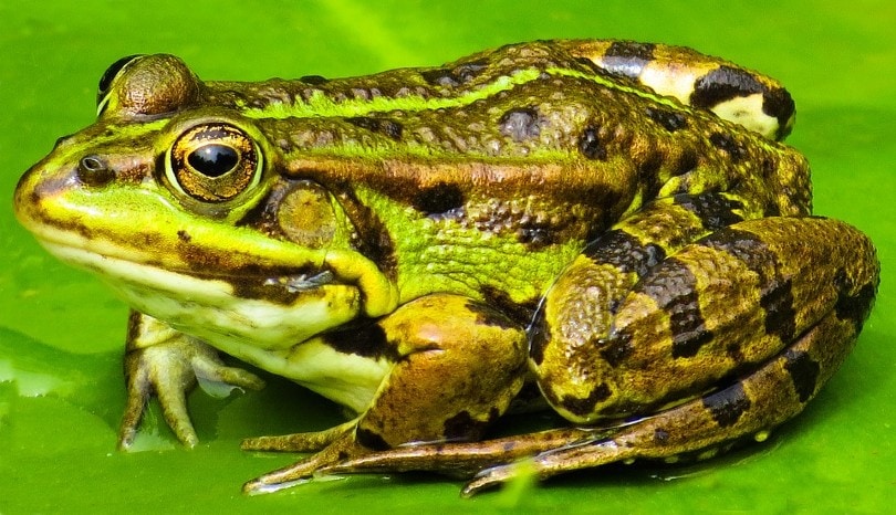 Wild Toad