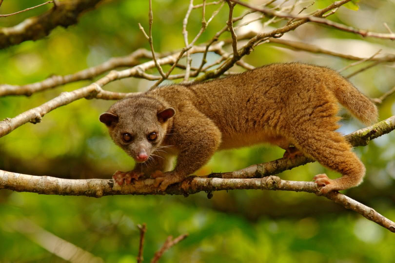 Wild kinkajou on a tree