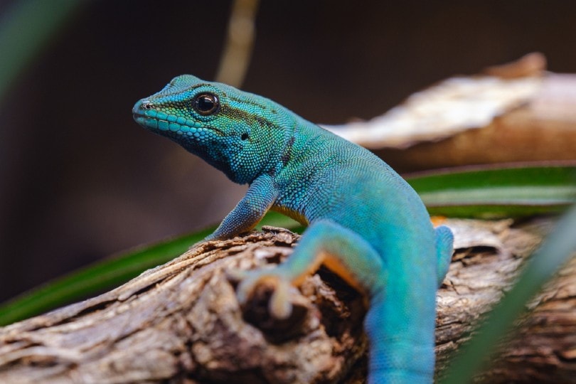 William’s Dwarf Gecko on a tree branch