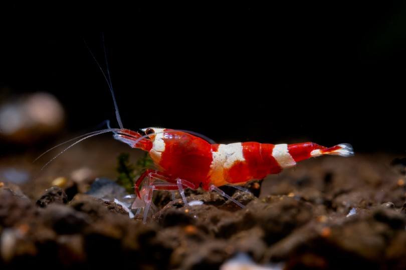 Wine Red Shrimp