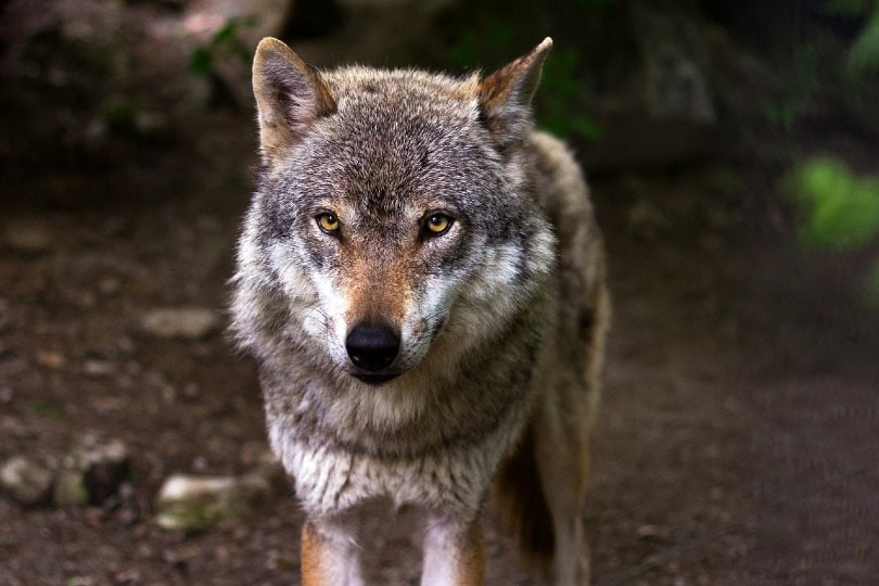 Wolf In The Forest
