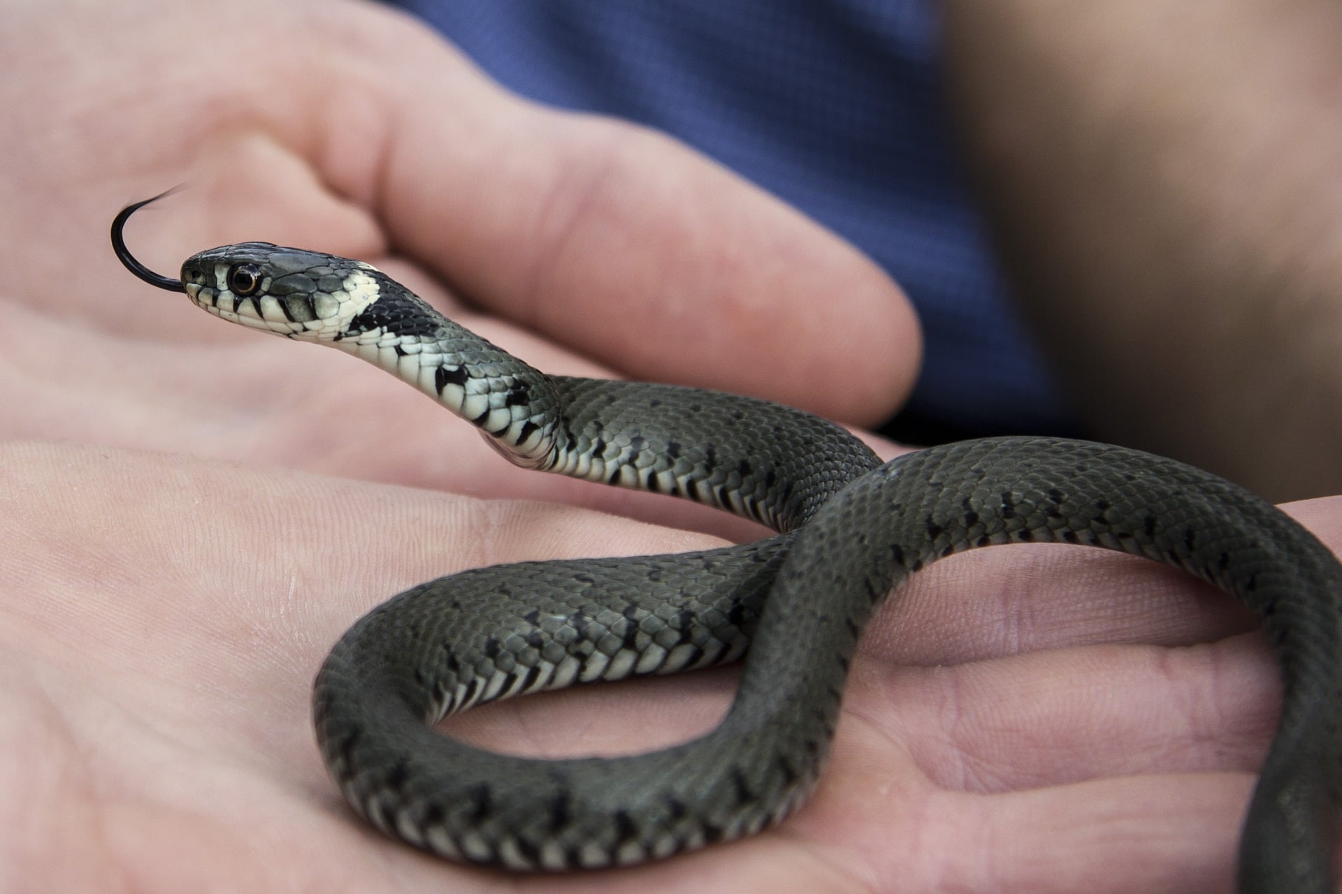 Worm Snakes-Pixabay