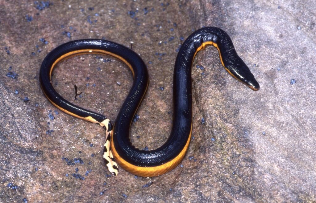 Yellow-Bellied Sea Snake_Ken Griffiths_Shutterstock