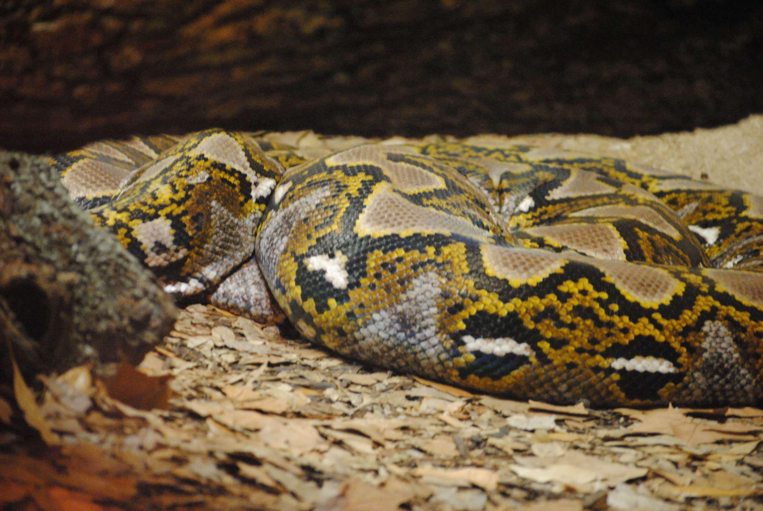 Yellow Belly Python