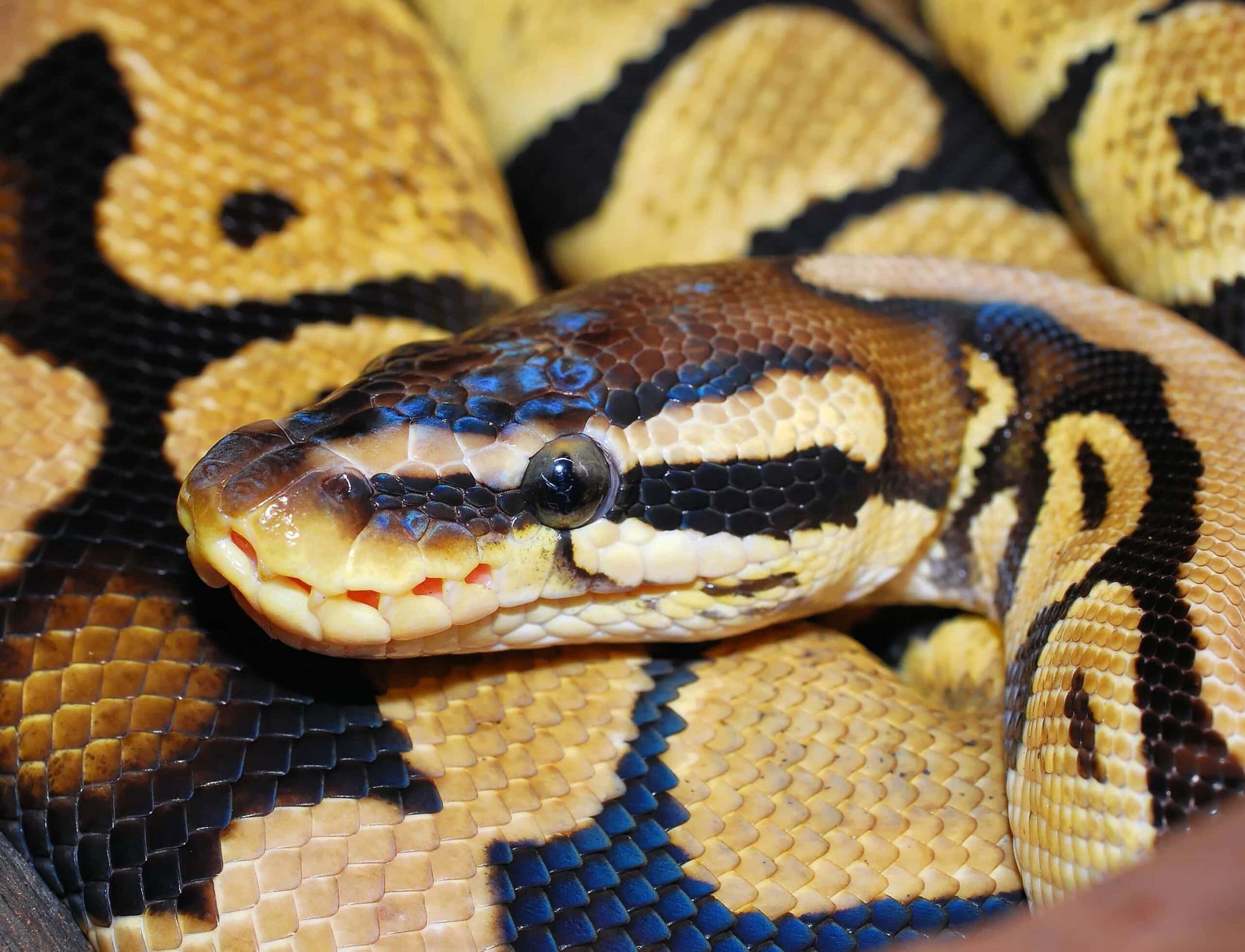 Yellow Belly Python