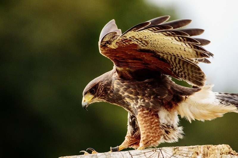 Yellow Billed Kite eat cats