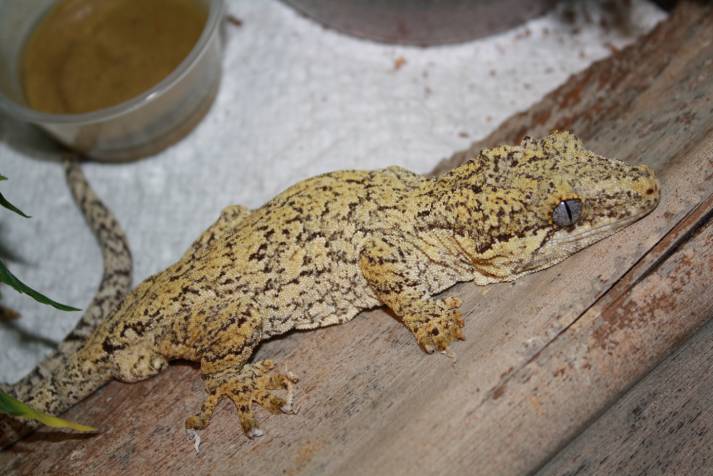 Yellow Gargoyle