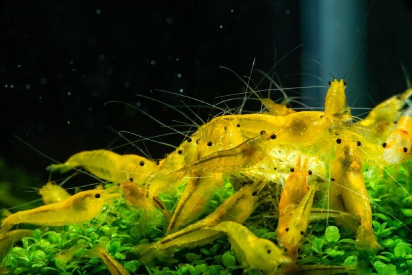 Yellow Shrimp