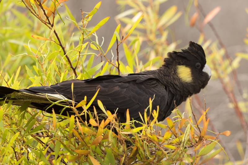 Yellow Tailed Black Cockatoo