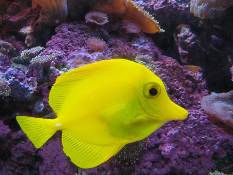 Yellow Tang