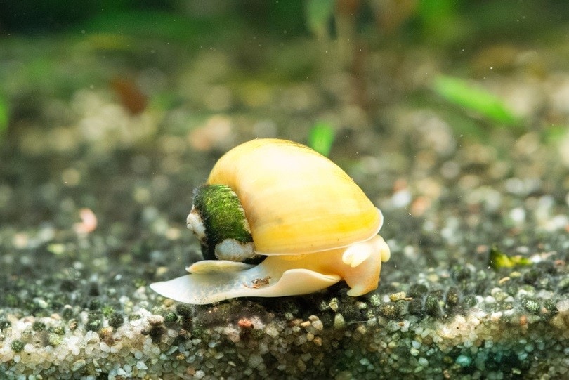 Yellow apple snail with shell covered with green algae