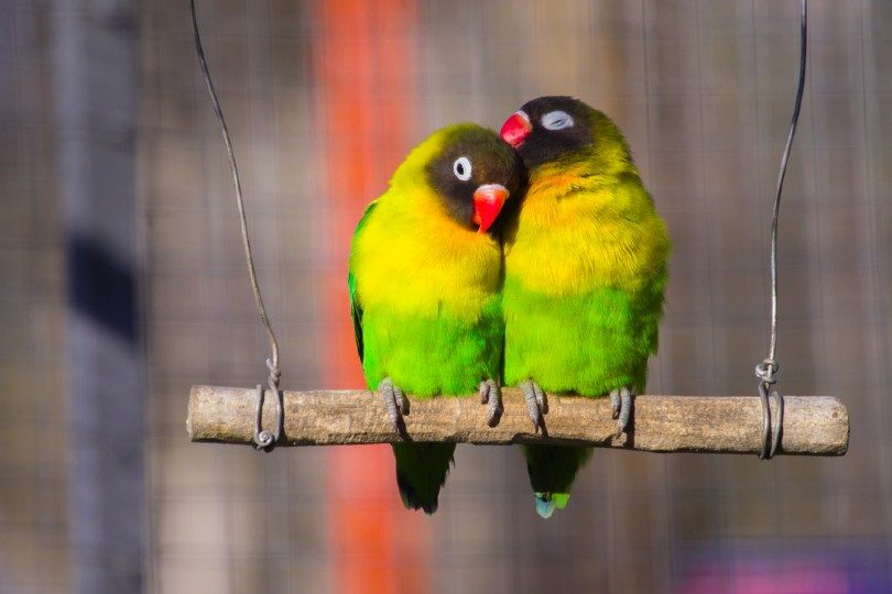 Yellow-collared Lovebirds