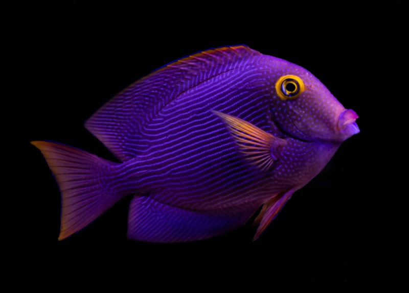 Yellow eye Kole Tang on black background