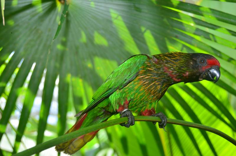 Yellow streaked lory
