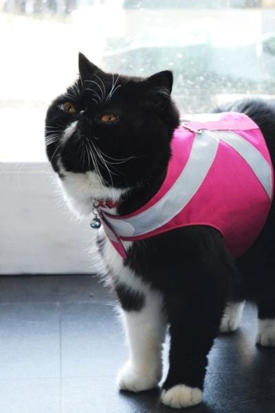 Yes! You can walk a cat…