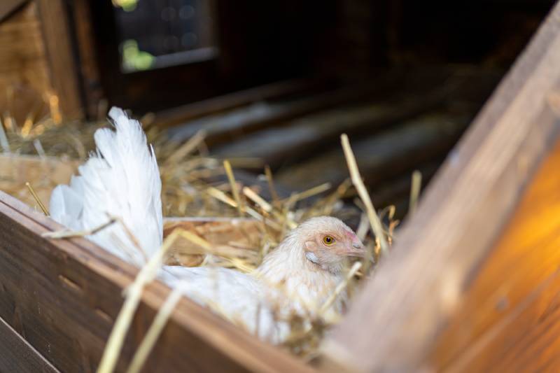 Yokohama chicken in ideal condition for eggs