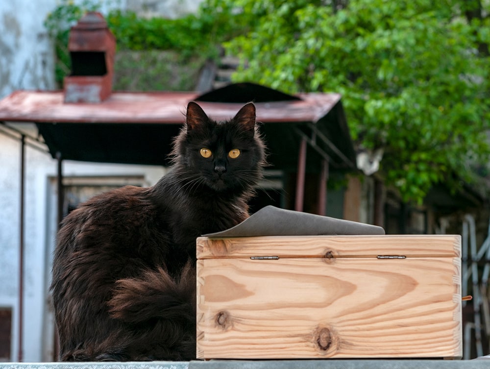 York Chocolate Cat_Ciprian Gherghias_Shutterstock